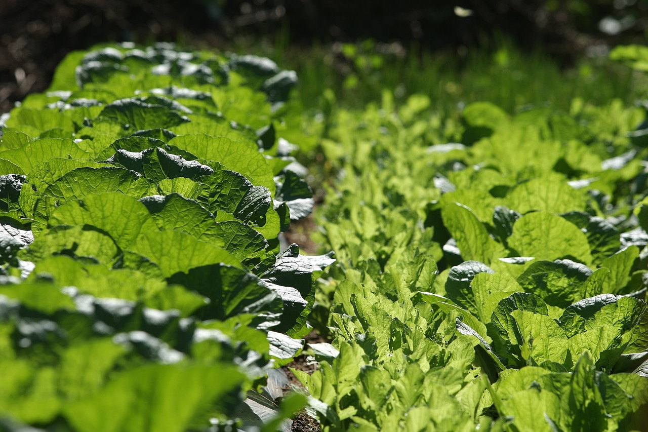 大白菜最新版的种植技术、营养价值与应用前景探讨